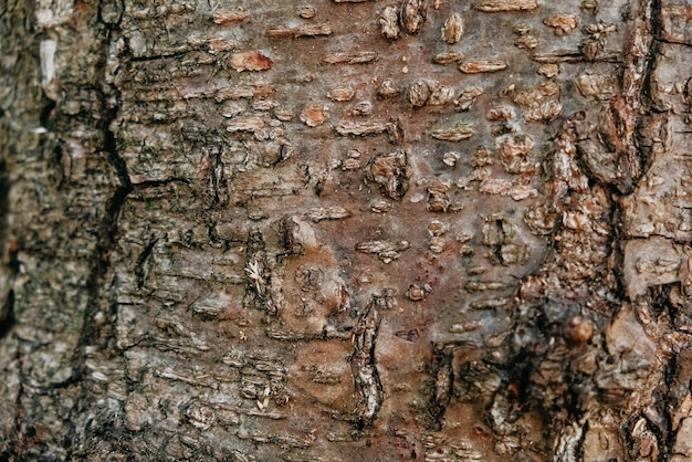 Écorce d'arbre comme texture de fond. Copie, espace vide pour le texte