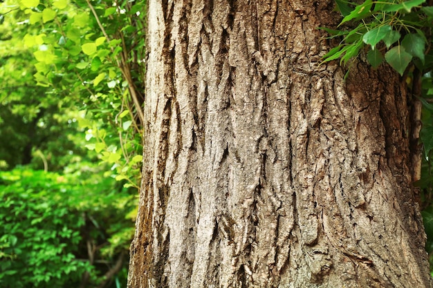 Écorce d'arbre dans le parc