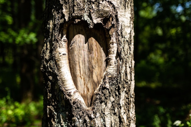 Écorce d'arbre en forme de coeur