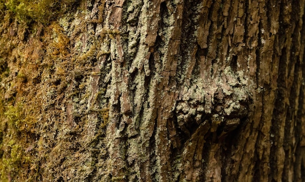 Écorce d'arbre avec de la mousse bouchent l'arrière-plan