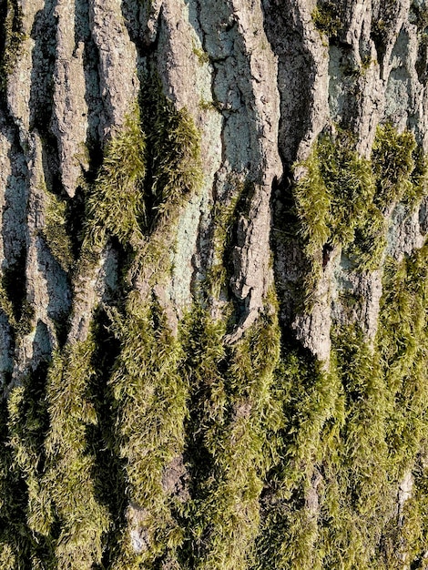 Écorce d'arbre et mousse qui pousse sur l'arbre. Arrière plan