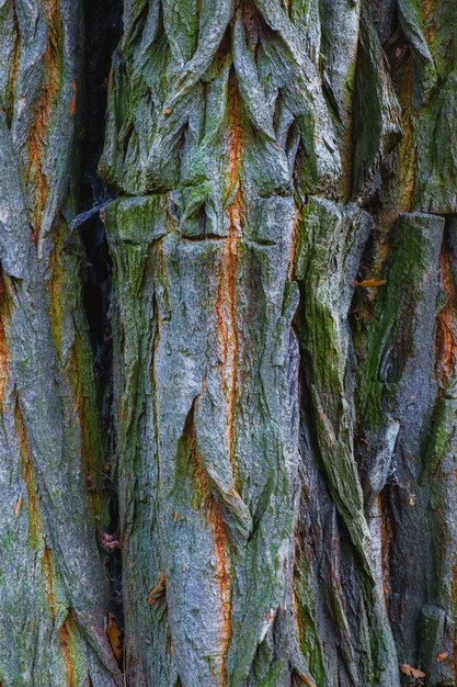 Écorce d'arbre avec de la mousse et des stries rouges