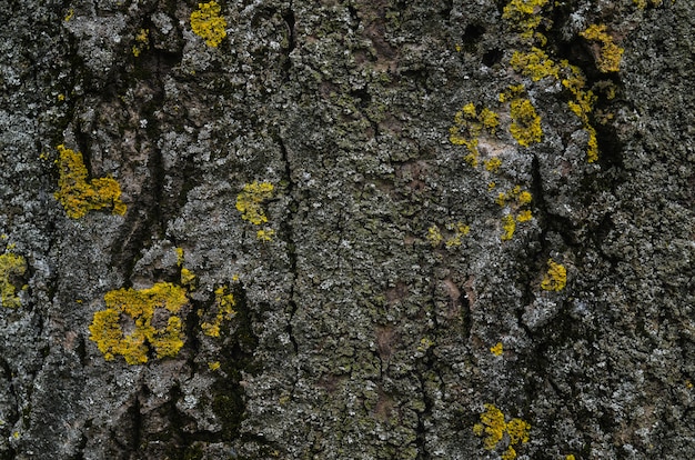 Écorce d'un arbre avec de la mousse verte