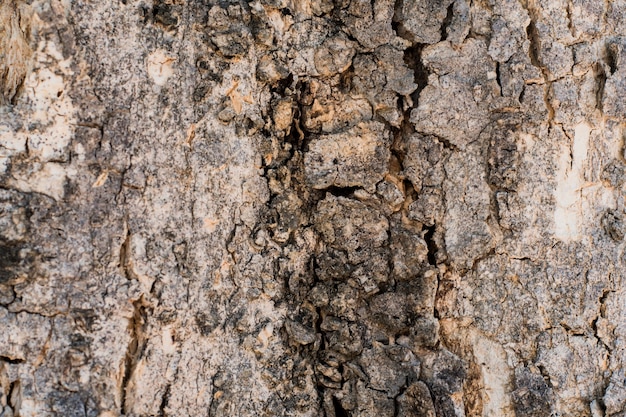 Écorce d'arbre avec de nombreuses fissures avec l'âge.