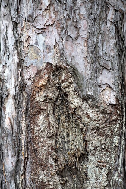 Écorce d'arbre de texture d'arbre