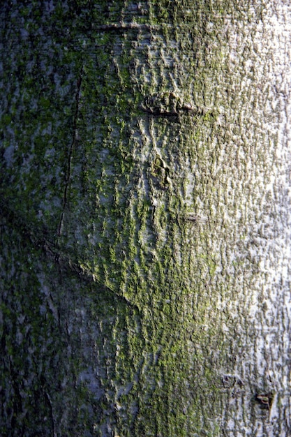 Écorce d'arbre vivant