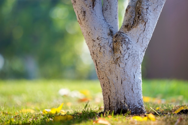 Écorce blanchie à la chaux d'arbres poussant dans un verger ensoleillé sur un espace de copie vert flou.