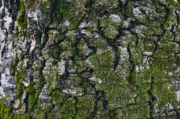 Écorce de bois brut recouverte de mousse verte.