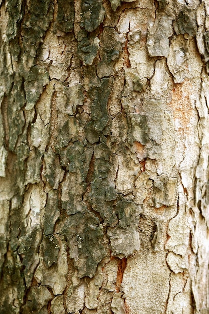 Écorce en bois dans le jardin , Close up Texture