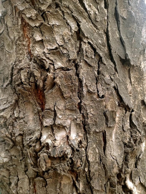 Écorce en bois dans le jardin , Close up Texture