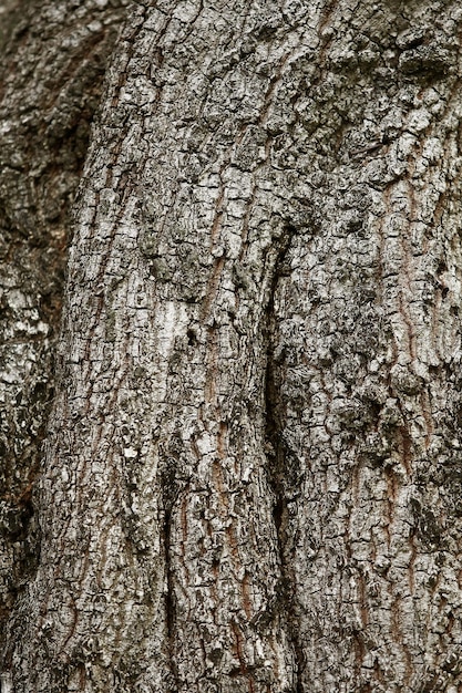 Écorce en bois dans le jardin Close up Texture