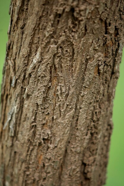 Écorce en bois dans le jardin Close up Texture