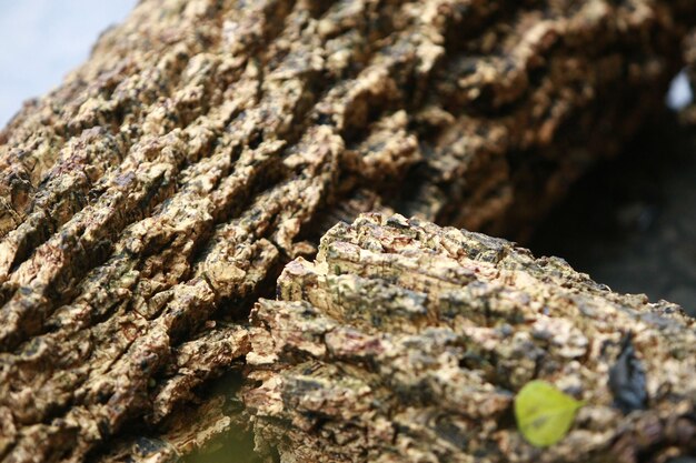 Écorce en bois dans le jardin Close up Texture