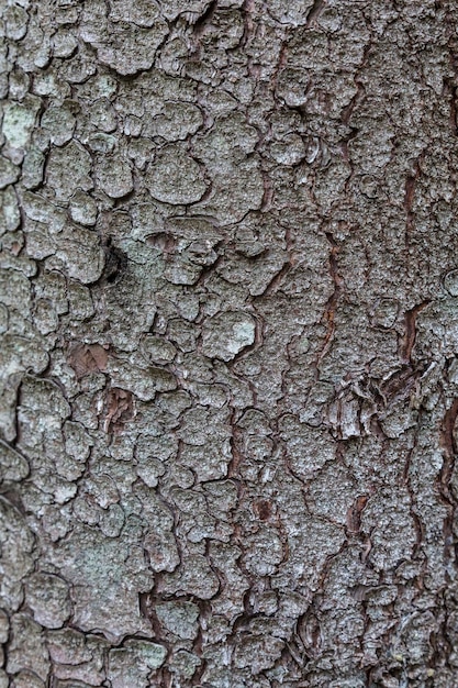 Écorce d'épinette en gros plan L'écorce exfoliante de l'arbre Dégradé de lumière Texture de la structure naturelle