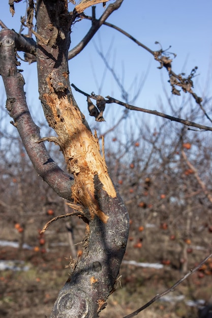 Écorce fissurée des pommiers Maladie des arbres fruitiers