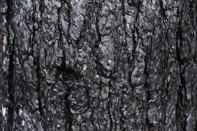 Écorce de pin carbonisée de fond, bois carbonisé noir après un feu de forêt.