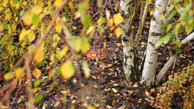 Écorce rayée de bouleau d'automne, feuilles d'orange jaune dans la forêt d'automne dorée. Bois saisonnier de septembre, octobre ou novembre. Flore des bois de Sibérie ou d'Europe. Feuille de plante dans le bosquet, feuillage en gros plan