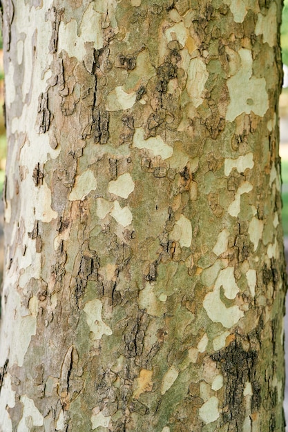 Écorce tachetée du plan rapproché d'arbre de sycomore