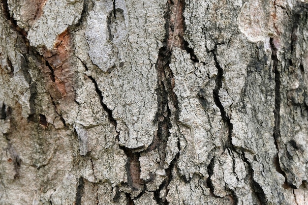 Écorce de texture d&#39;arbre