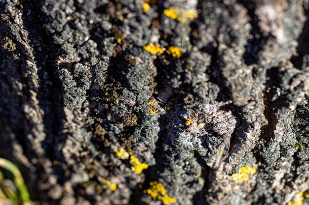 Écorce texturée sur un arbre Mousse sur l'écorce