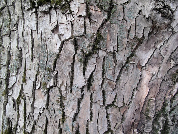 Écorce de vieil arbre, fond de nature