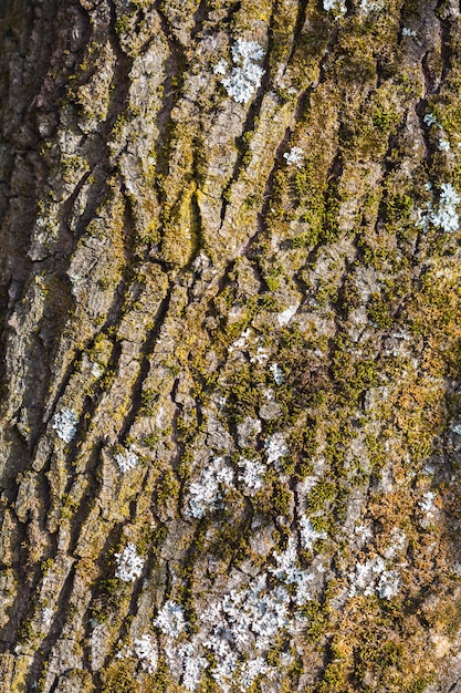 Écorce de vieil arbre