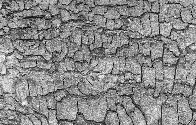 Écorce de vieux fond de texture grand arbre