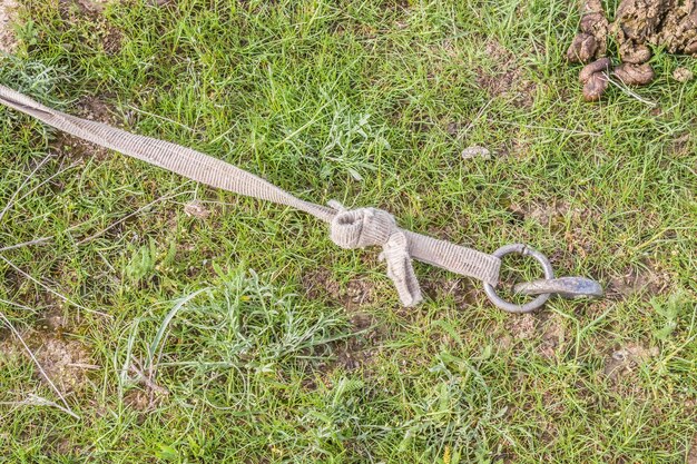 Corde pour le pâturage dans la nature libre