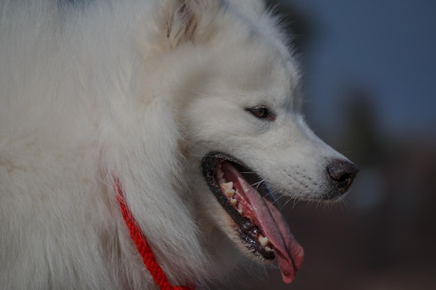 Une corde rouge attachée au cou d'un chien