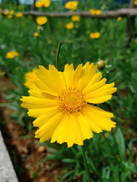 Coreopsis lanceolata Lanceleaf Fleur jaune Comme le tournesol