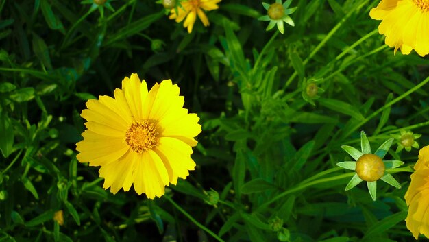 Coréopsis de sable