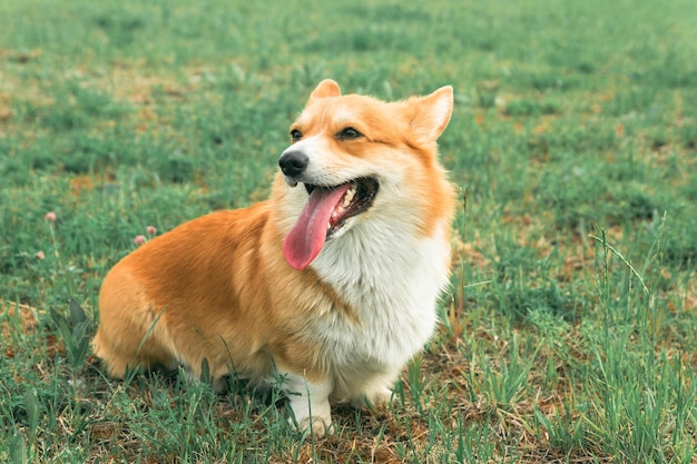 Corgi assis avec sa langue pendante sur le fond de la pelouse