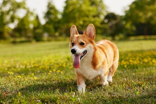 Corgi chien Pembroke corgi gallois qui se promène à l'extérieur dans le parc d'été