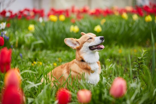 Corgi en fleurs de printemps