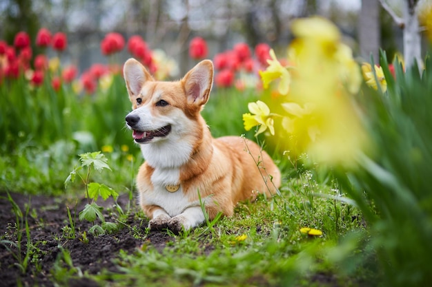 Corgi en fleurs de printemps