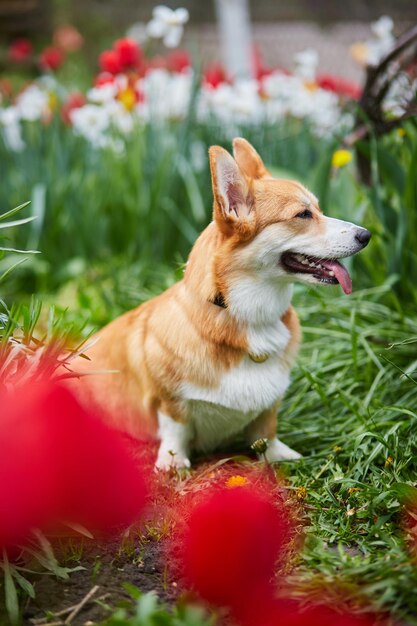 Corgi en fleurs de printemps