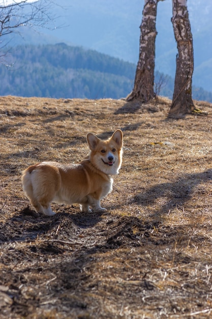 Le corgi mignon se tient sur le fond des montagnes et regarde la caméra