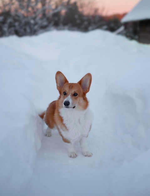 Corgi rouge drôle en hiver dans une grande congère