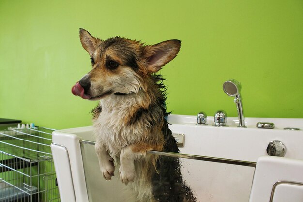 Corgi welsh pembroke avec fourrure humide debout dans une salle de bain après le bain et le lavage dans un salon de toilettage