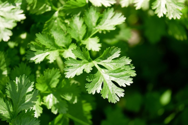 Coriandre jardinage de légumes bio avec feuille de coriandre verte légume frais gros plan potager dans le jardin d'arrière-cour jardinage nature légume