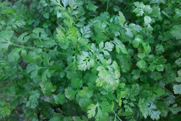 coriandre verte dans le jardin