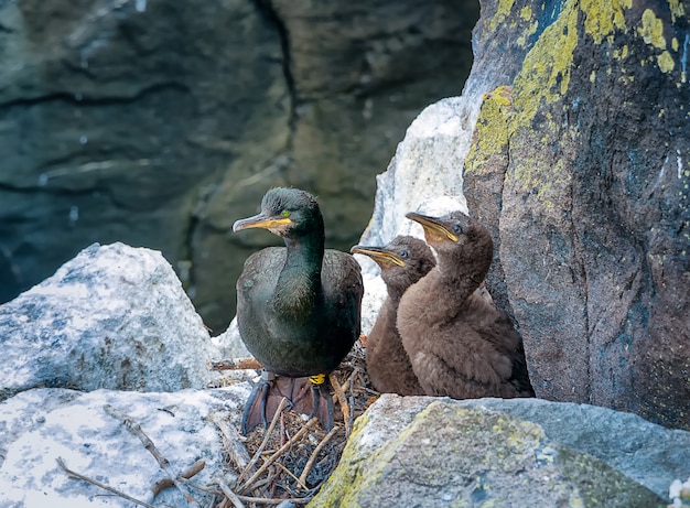 Cormoran adulte avec deux poussins assis dans le nid. Ile de mai. Écosse. Grande Bretagne