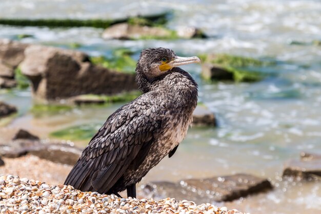 Cormoran, assis dans des coquillages au bord de la mer d'Azov.