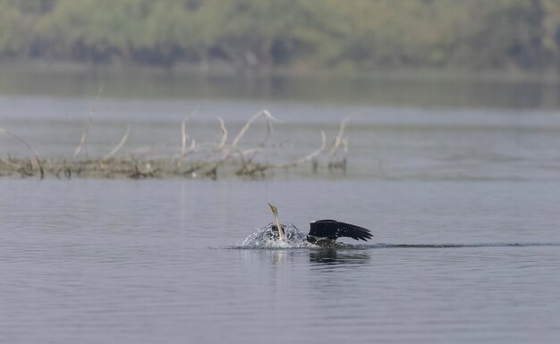 Un cormoran attrape un poisson dans l'eau.