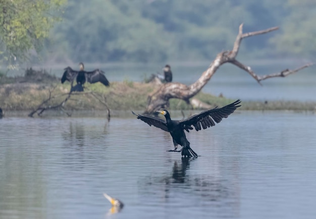 Un cormoran aux ailes déployées