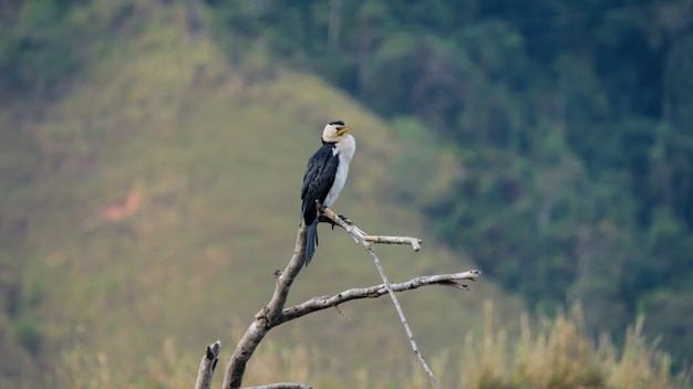 Cormoran sur une branche d'arbre