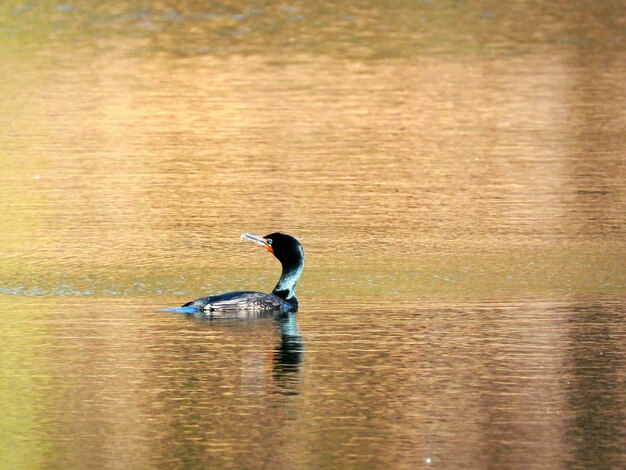 Photo un cormoran dans l'étang.