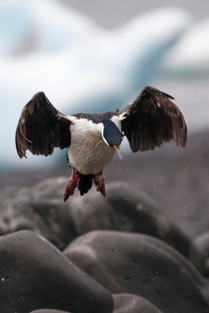 Cormoran impérial dans la colonie de reproduction de l'île Paulet Antarica