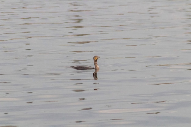 Cormoran nageant dans un lac Tunis Tunisie Afrique