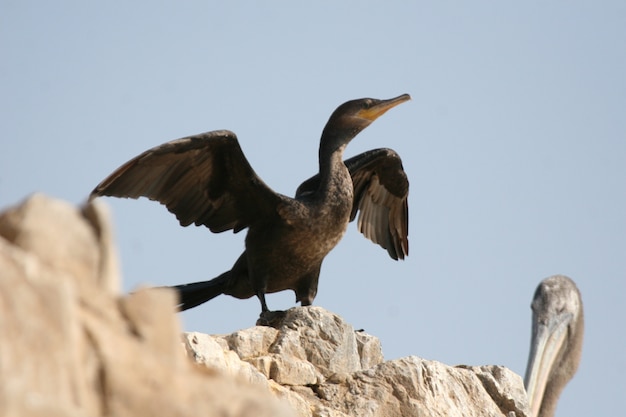 Cormoran néotropical assis sur un rocher